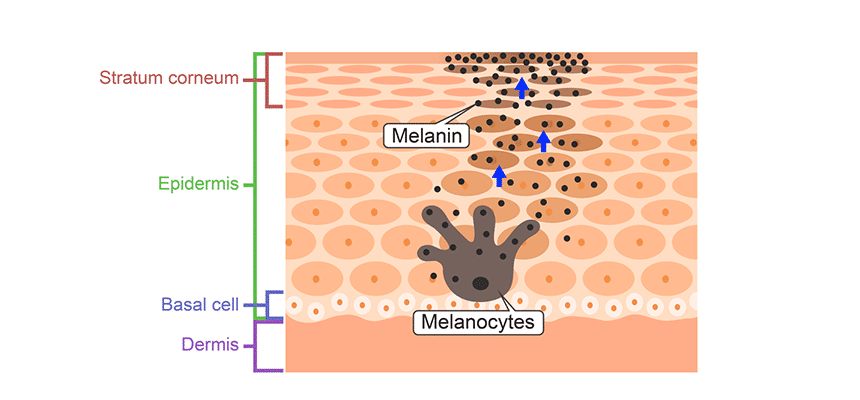 CellDerma Melanocytes Close Up Diagram Explanation Content Image