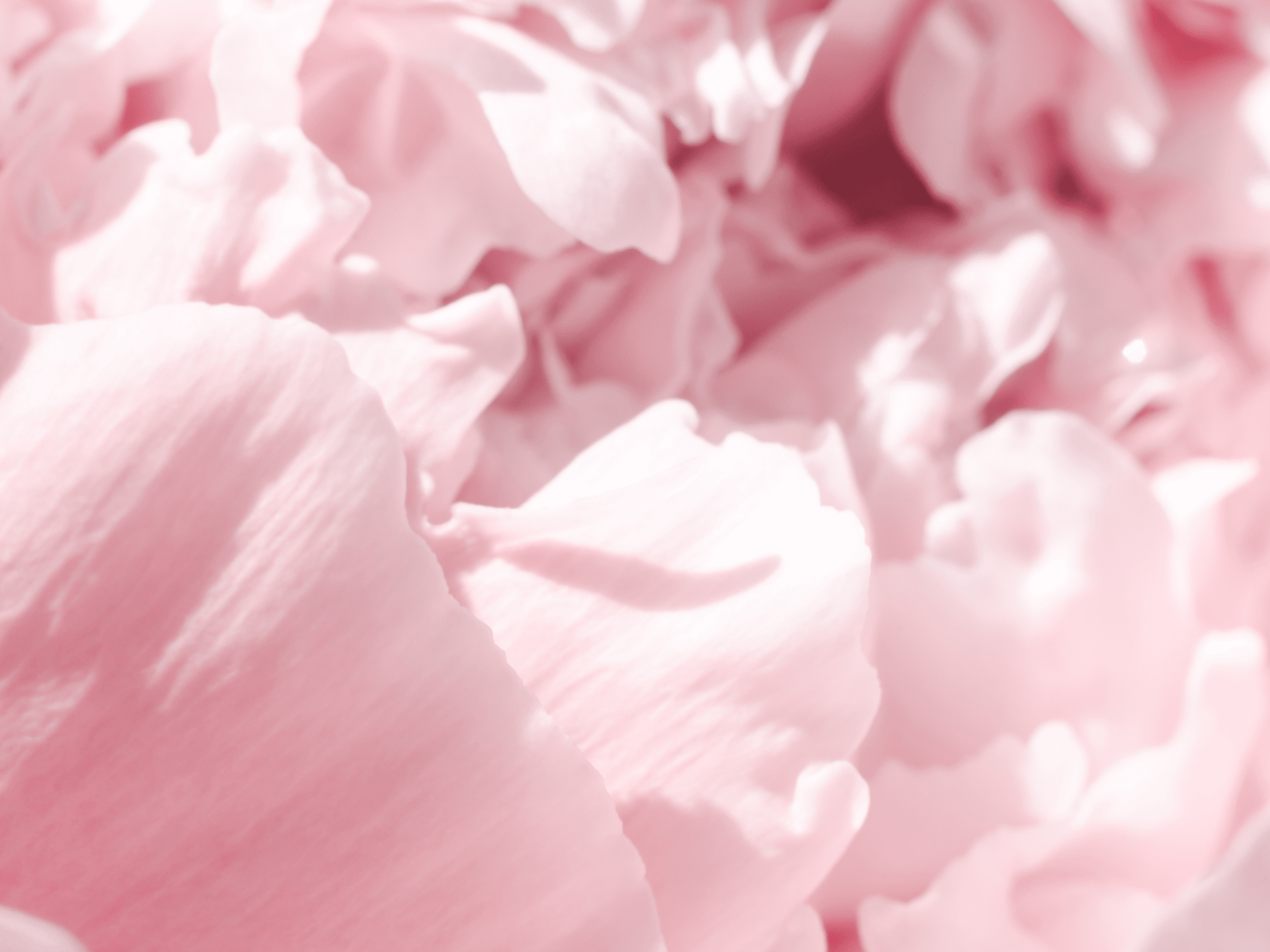 CellDerma Flower Petal Close Up Pink Content Image