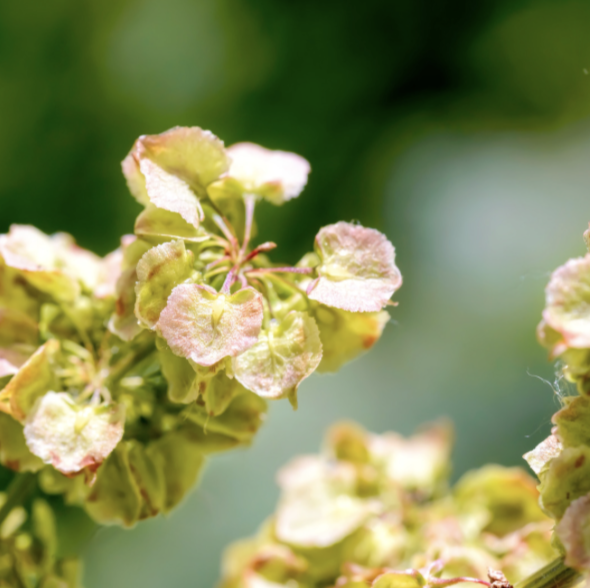 CellDerma Rumex Extract Plant Close Up Content Image