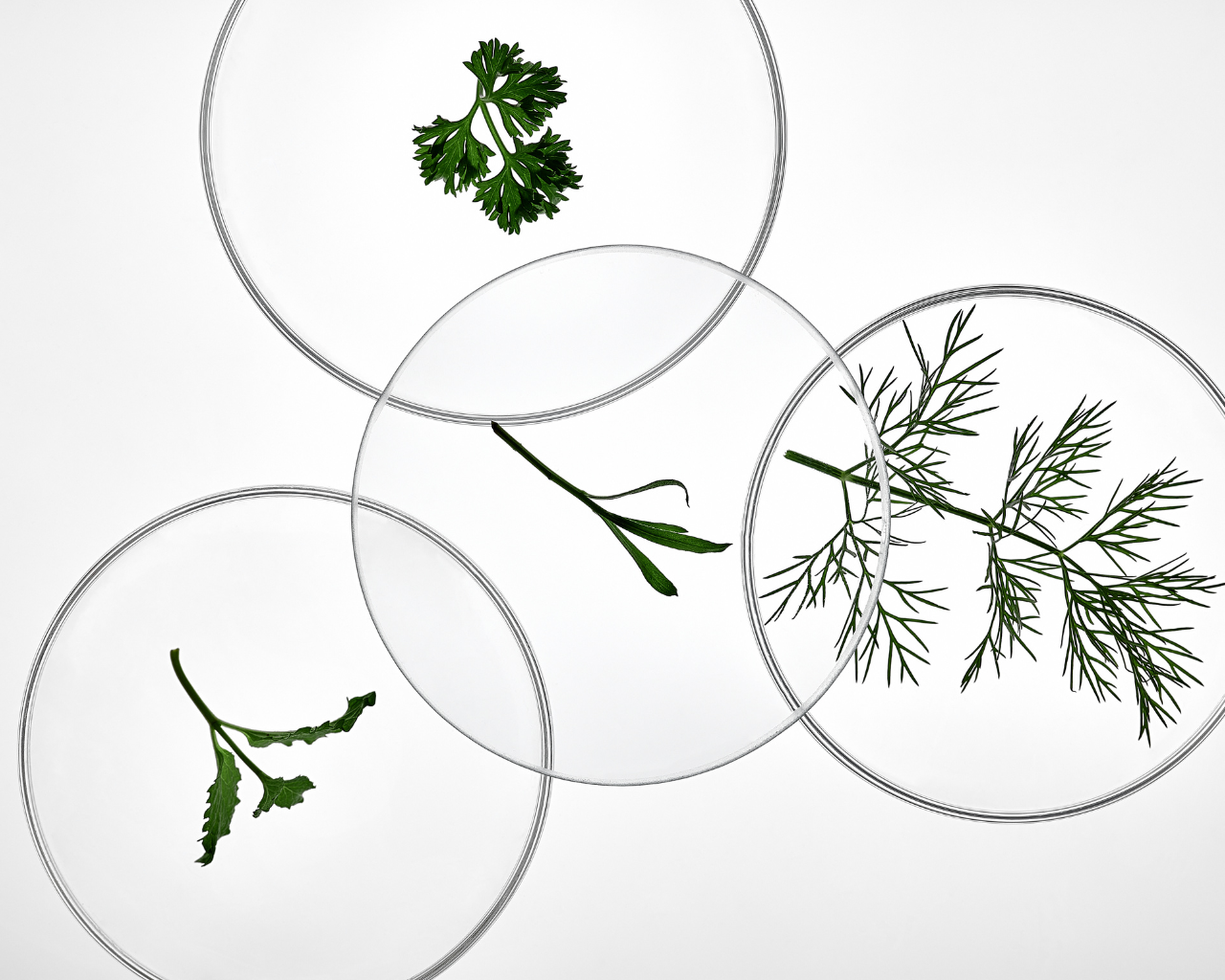 CellDerma Green Ingredients on Test Plates Content Image