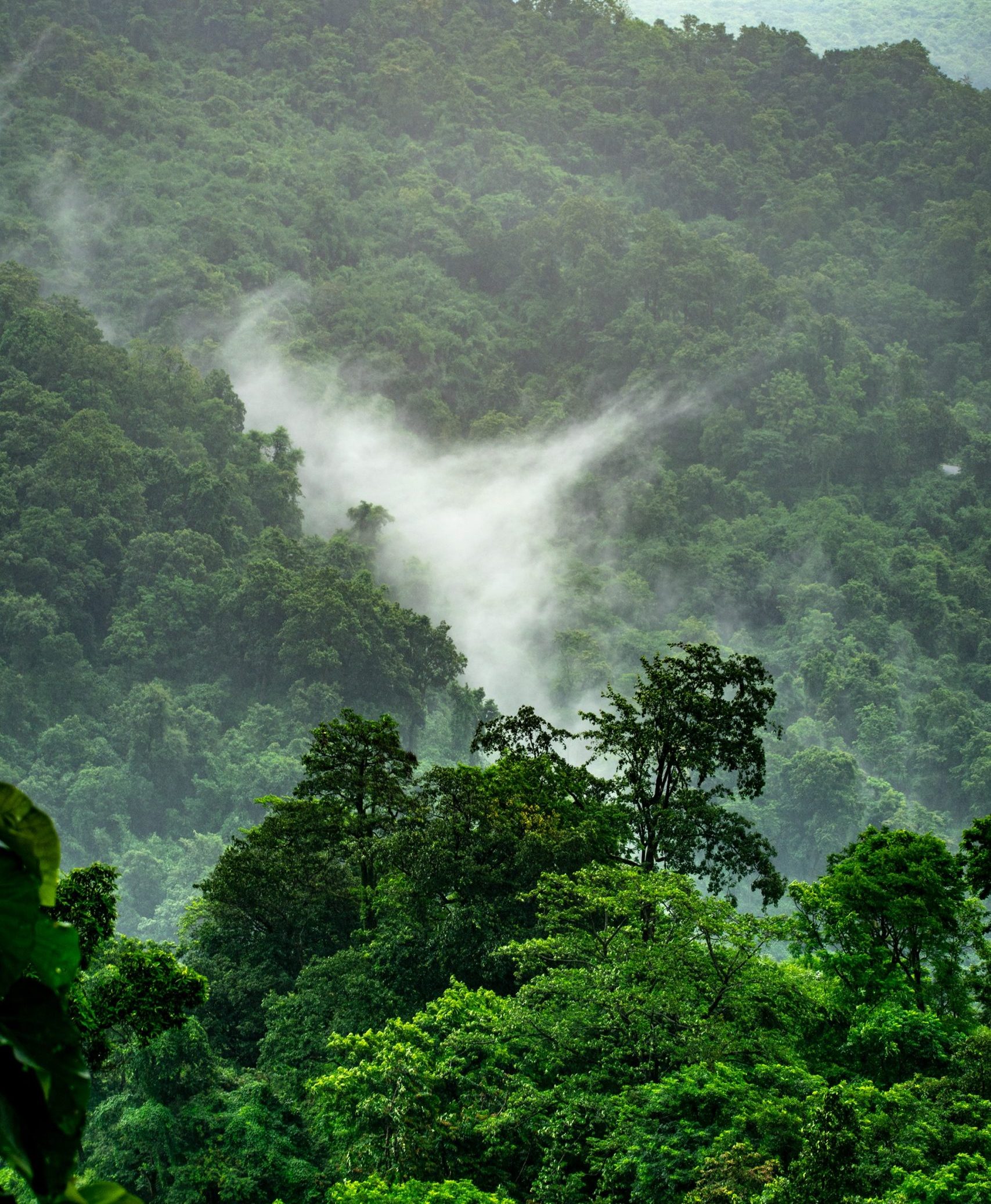 CellDerma Jungle Content Image