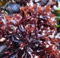 CellDerma Irish Moss Image Content