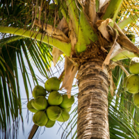 CellDerma Cocos Nucifera Oil Botanical Skincare Content Image