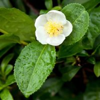 CellDerma Camellia Sinensis Leaf Extract Botanical Skincare Content Image