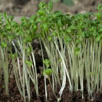 CellDerma Lepidium Sativum Sprout Extract Botanical Skincare Content Image