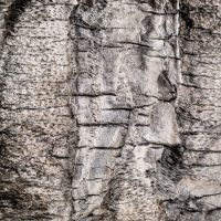 CellDerma Quercus Suber Bark Extract Botanical Skincare Content Image