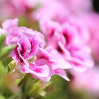 Rose geranium ingredient botanical flower